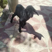 بره