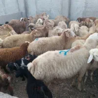 بره نرینه،میش چاق، وزن سبک و سنگین