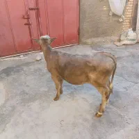 گاوباگوسالهشاهروله|حیوانات مزرعه|قیدار, |دیوار