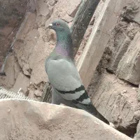 کفش سالم سالم نونو بدون پارگی.              ک بوتر