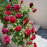 پویاوفعال لطفاراهنمایی کنید
