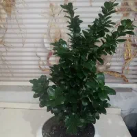 گل طبیعی بونسا با تنه ی قطور قد ۹۰|گل و گیاه طبیعی|تهران, شهید اسدی|دیوار