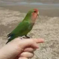 فروش کوتوله