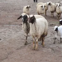 میش و بره سنجابی|حیوانات مزرعه|کرمانشاه, |دیوار