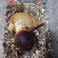 دو عدد حلزون بالغ|خزنده|شهریار, شهریار|دیوار