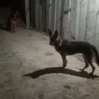 دزدیده شده|حیوانات|شاهین‌شهر, گرگاب|دیوار