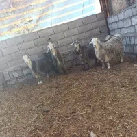 بزغاله سبز مال گله داری|حیوانات مزرعه|نجفآباد, مزرعه طالب|دیوار