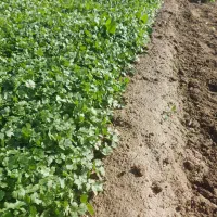 پخش سبزیجات شهریار بصورت عمده و جزئی