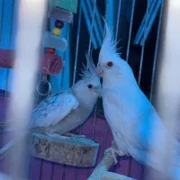 عروس هلندی جفت مولد سالم