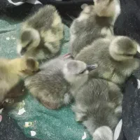 جوجه  غاز کاندایی