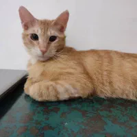 واگذاری به فرد متعهد