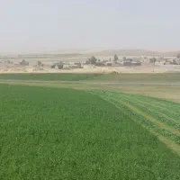 یونجه خرد شده درجه یک