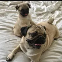 سگ پاگ|سگ|اشکذر, |دیوار