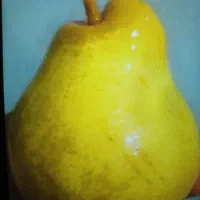 خوج جنگلی خوشمزه درجه یک آلوچه آلبالو ازگیل و..|خوردنی و آشامیدنی|رشت, رودباری|دیوار