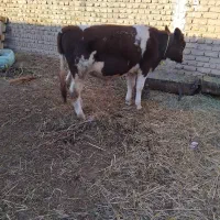 گوساله نر قرمز سیمنتال شرابی گاو|حیوانات مزرعه|تبریز, |دیوار