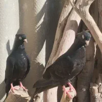 یک جفت زاغ چشم. نوک سفید