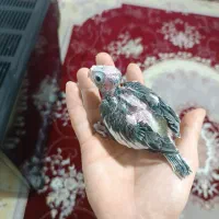 جوجه عروس هلندی