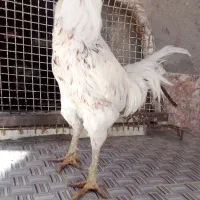 خروس لاری اصیل