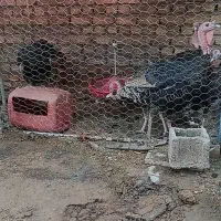 بوقلمون