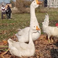 غوغار برزیلی اصل وارداتی