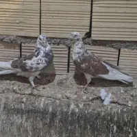 کفتر کبوتر پرشی ضمانتی