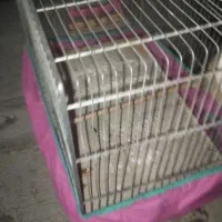 قفس نو|لوازم جانبی حیوانات|بیجار, |دیوار