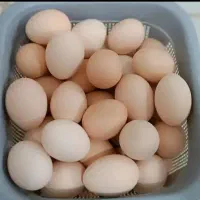 تخم مرغ