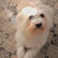 سگ نژاد شیتزو|سگ|مشهد, چاهشک|دیوار