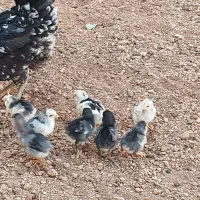 جوجه مرغ و خروس گلین|حیوانات مزرعه|شیراز, شهرک گلستان|دیوار