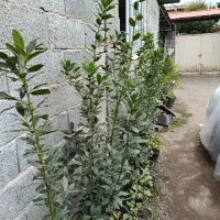 گل و گیاه بیرونی