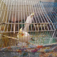 با سلام یه جفت عروس هلندی