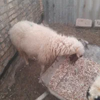 یک عدد گوسفند|حیوانات مزرعه|سوسنگرد, |دیوار