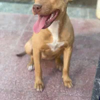 پیتبول فروشی|سگ|کرمان, |دیوار