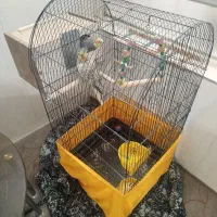 دو عدد عروس هلندی کشیده و سرحال آماده تخم گذاری|پرنده|یزد, |دیوار