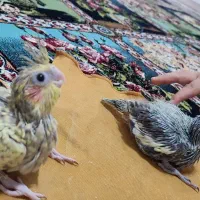 یک جفت عروس هلندی جوان|پرنده|اصفهان, فرودگاه شهید بهشتی|دیوار