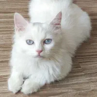 واگذاری گربه فوق العاده زیبا سفید اسکاتیش ترکیش