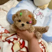 توله پاپپلون|سگ|کرمانشاه, |دیوار