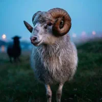 پخش دام زنده بامجوز رسم دامپزشکی