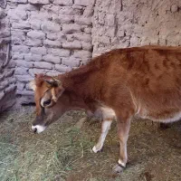 بم نظام شهر