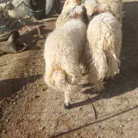 ۱۰عدد بره|حیوانات مزرعه|آبدانان, |دیوار