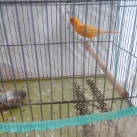 قناری لاکی پرتقالی|پرنده|شیراز, آبیاری|دیوار