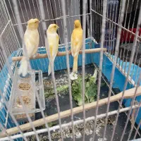 سه تا قناری