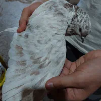 پرنده کبوتر نر|پرنده|اهواز, نادری|دیوار