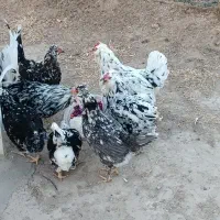 تخم نطفه دار گلین