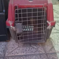 باکس خرگوش|لوازم جانبی حیوانات|تربت جام, فاز ۲ فرهنگیان|دیوار