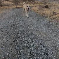 سگ عراقی گله ای|سگ|نوشین شهر, |دیوار