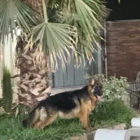 سگ ژرمن شپرد