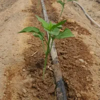 سلام نشاگوجه بادمجان فلفل دلمه زهک و زابل