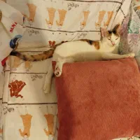 گربه|گربه|میاندوآب, |دیوار