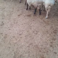 20عدد گوسفند